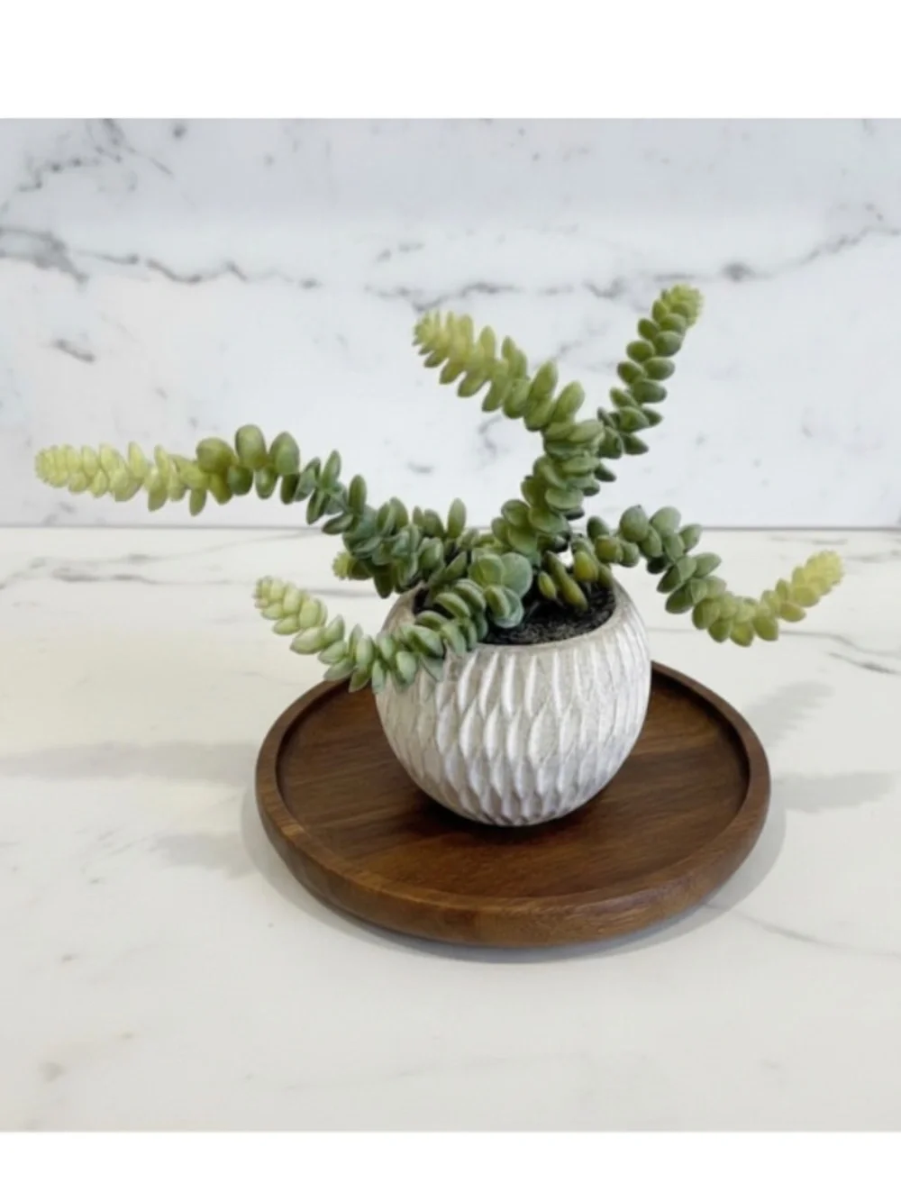 Potted Faux Burro's Tail Succulent